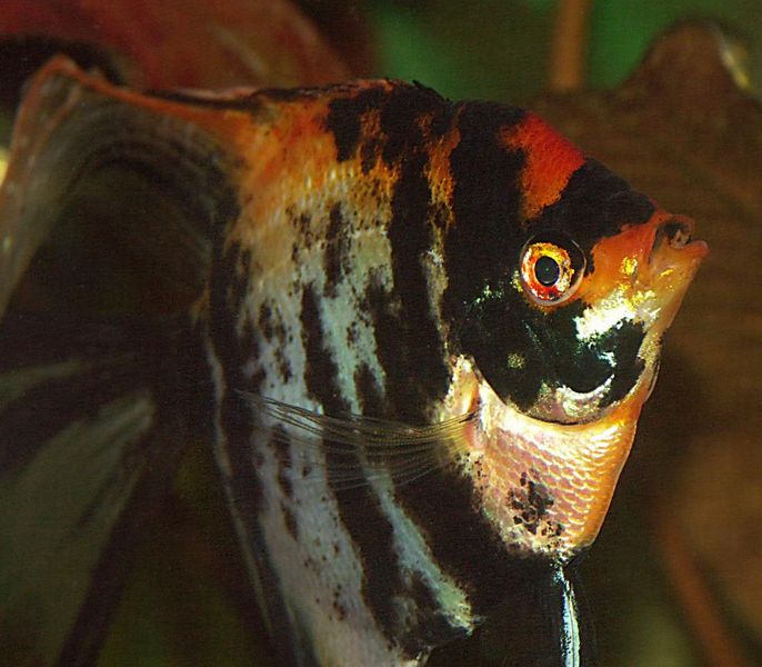 File:Pterophyllum scalare1.jpg