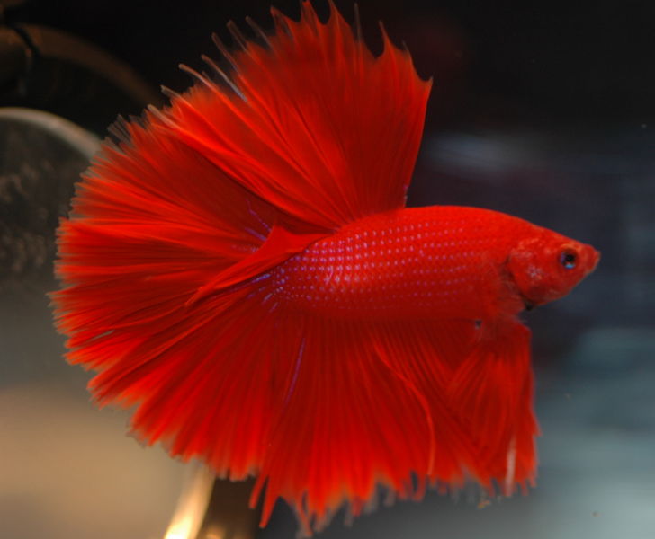 File:Redbetta-1018.jpg