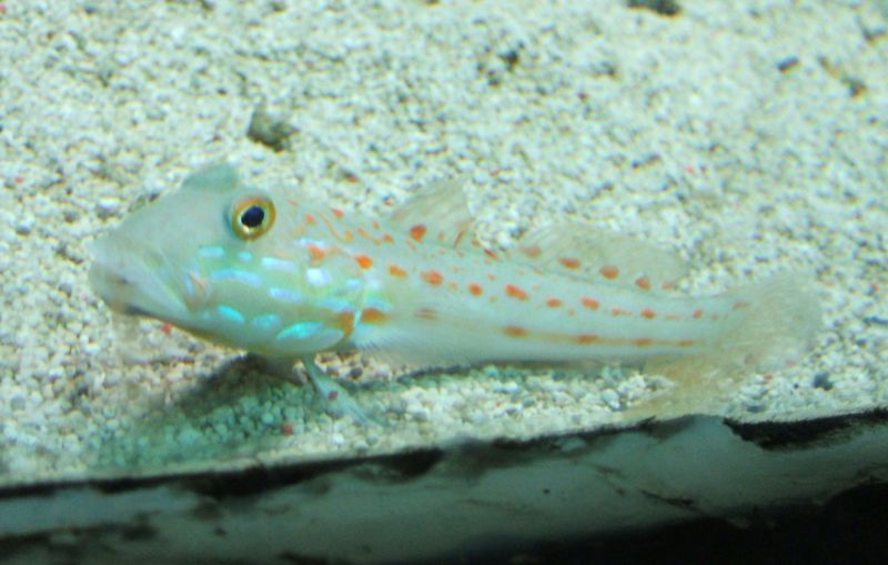 File:Maiden Goby-8421.jpg