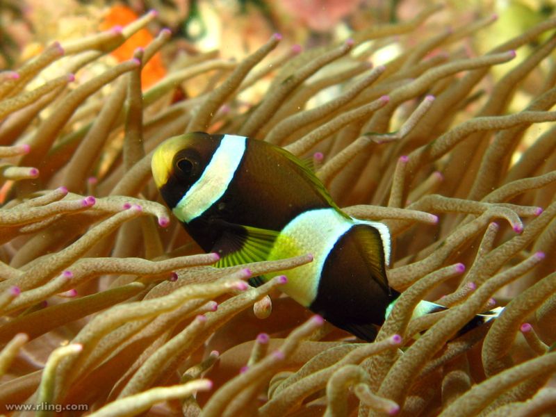 File:Amphiprion latezonatus-6295.jpg