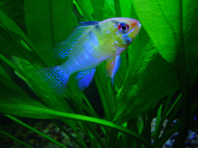 File:BolivianRam.jpg