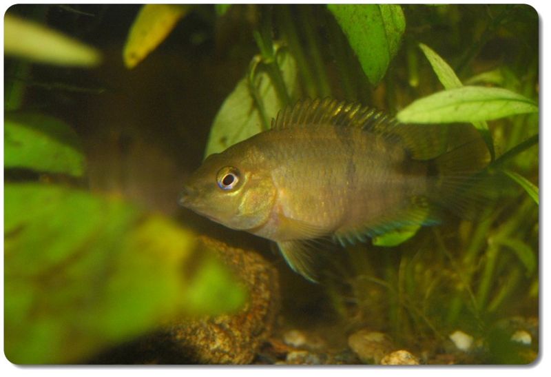File:Hoplarchus psittacus-Juvenile-4412.jpg