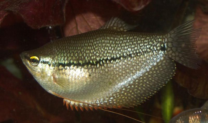 File:Trichogaster leeri1.jpg
