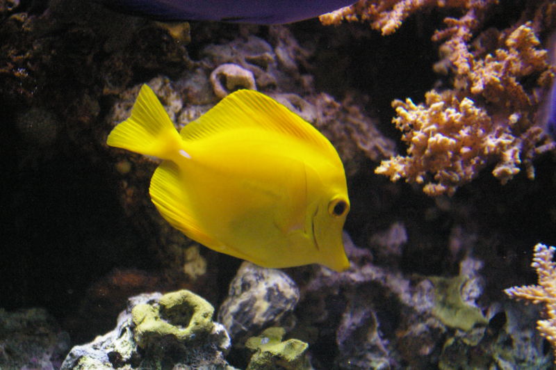 File:Yellowtang-5880.jpg