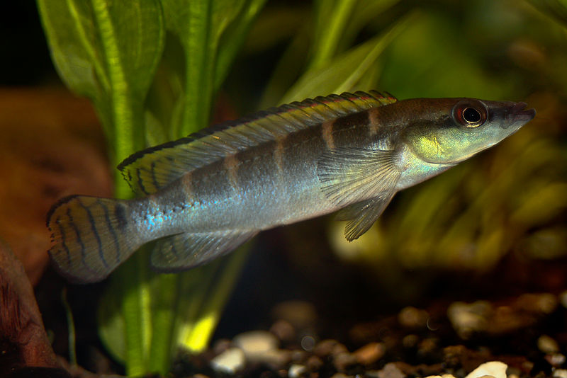 File:Crenicichla compressiceps-8529.jpg