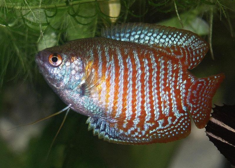 File:Colisa lalia1.jpg