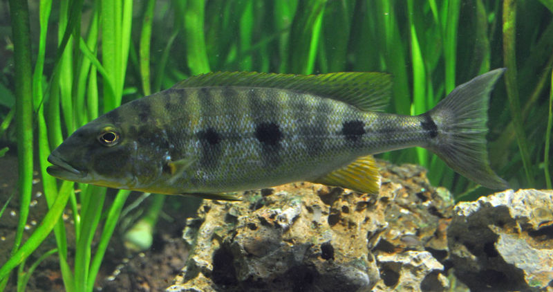File:Boulengerochromis microlepis.jpg