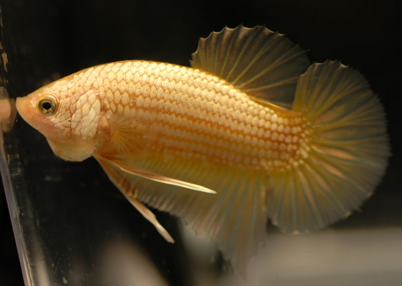 File:Betta-yellowdragonpk-2122.jpg