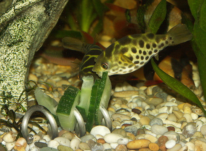 File:Tetraodon fluviatilis 8.jpg