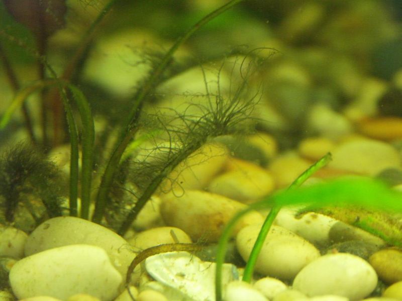File:Beard algae1.jpg