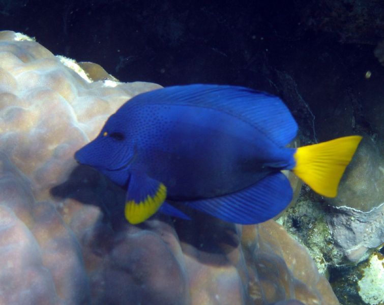 File:Zebrasoma xanthurum-3649.jpg