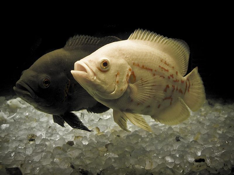 File:Astronotus Ocellatus.jpg