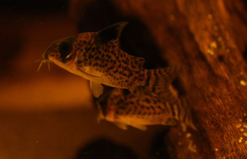 File:Corydoras-leucomelas.jpg