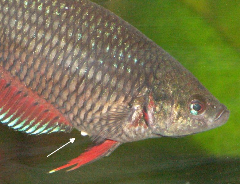 File:Female Betta Ovipositer.jpg
