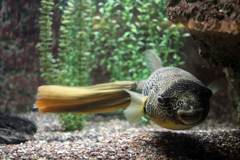 File:Tetraodon mbu-1388.jpg
