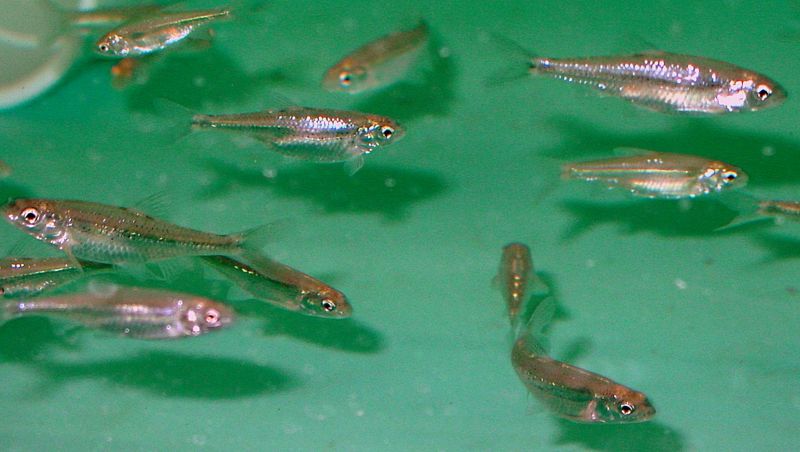 File:Hybognathus amarus-9796.jpg