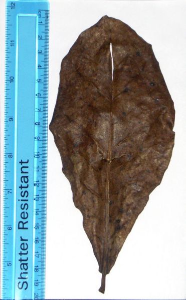 File:Indian Almond Leaf1.jpg
