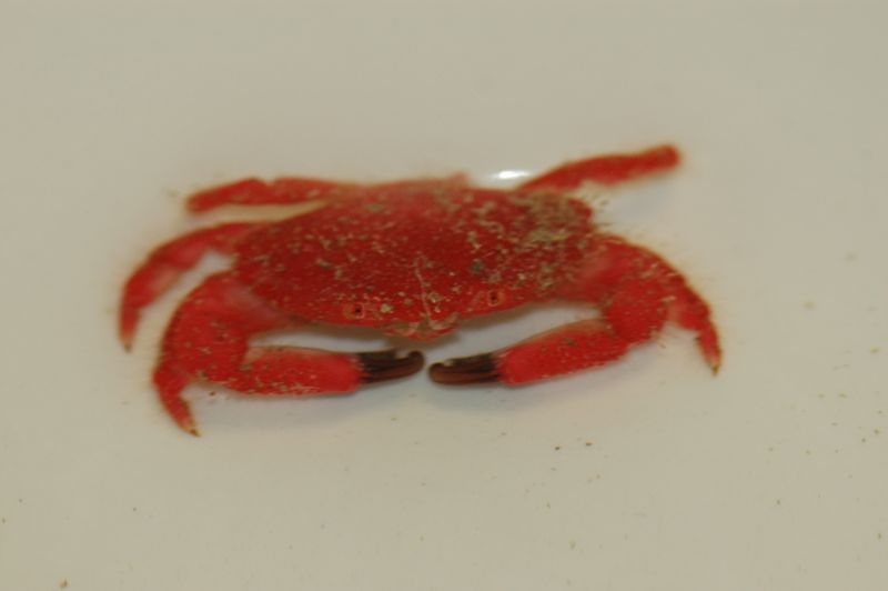File:Strawberry Crab.jpeg