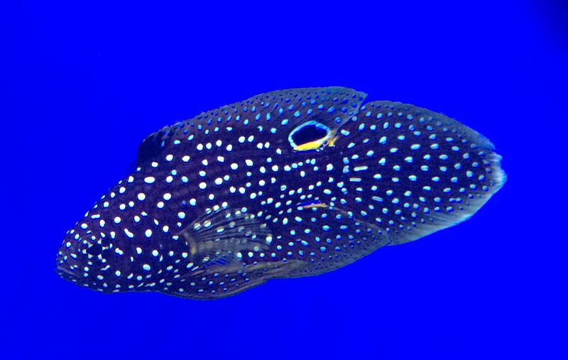 File:Calloplesiops altivelis.jpg