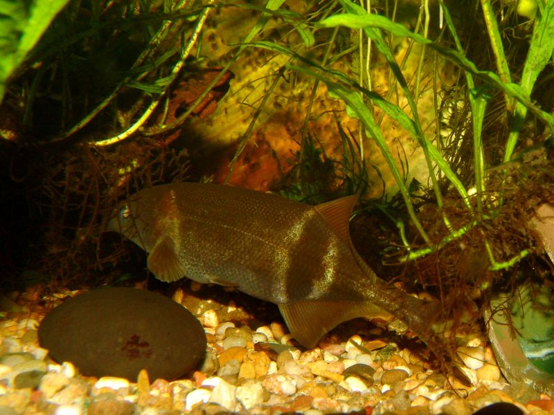 File:Gnathonemus petersii-477.jpg