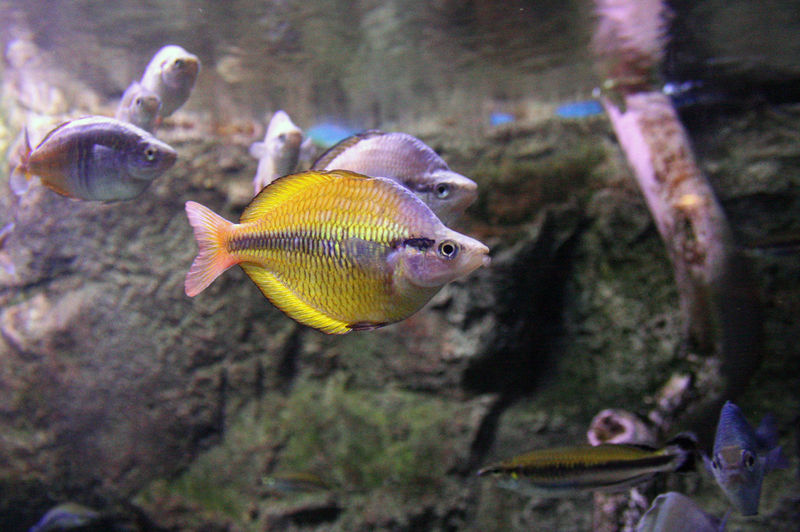 File:Melanotaenia herbertaxelrodi-5493.jpg