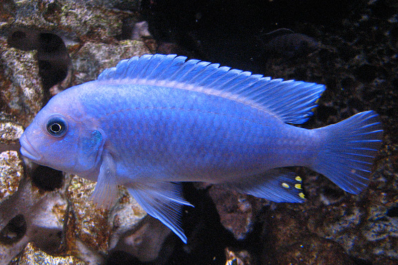 File:Metriaclima callainos-3727.jpg