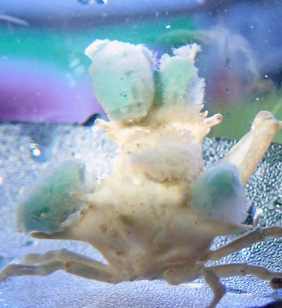 File:Blue Sponge CRab.jpg