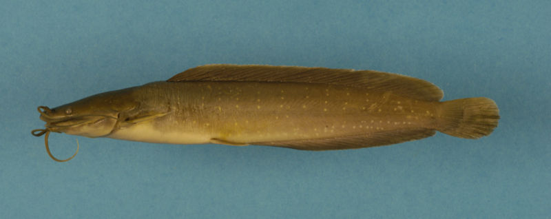 File:Clarias batrachus-1192.jpg