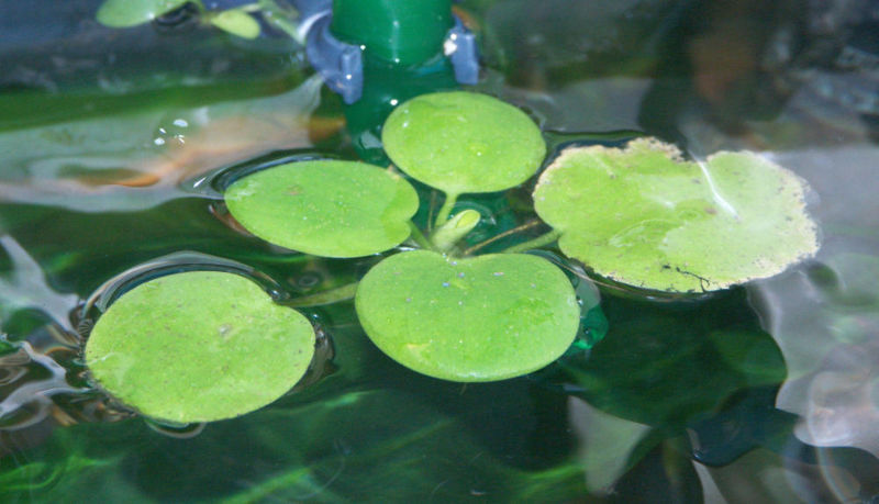 File:Limnobium laevigatum topside1.jpg