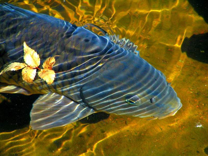 File:Naturalcoloredcarp-8073.jpg