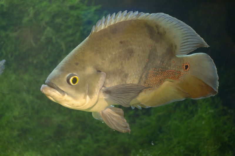 File:Astronotus Occelatus-7821.jpg