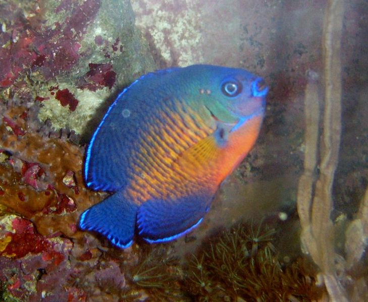File:CoralBeauty01-5379.jpg