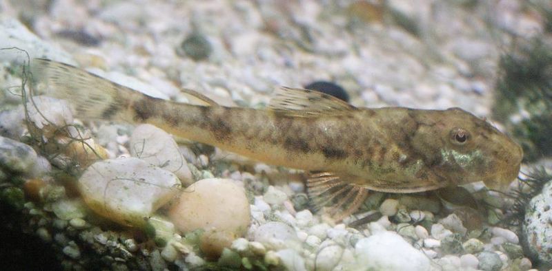 File:Parotocinclus jumbo1.jpg
