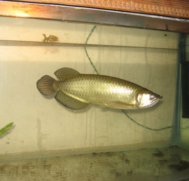 File:Scleropages jardini-2181.jpg