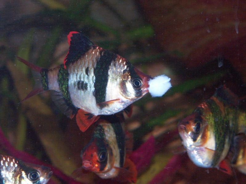 File:Tilapia chunks2.jpg