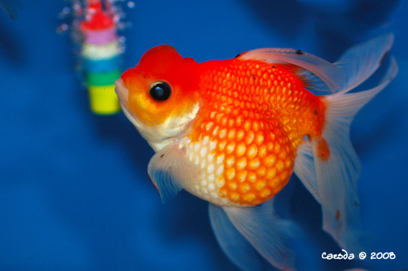 File:Carassius auratus-pearlscale-380.jpg