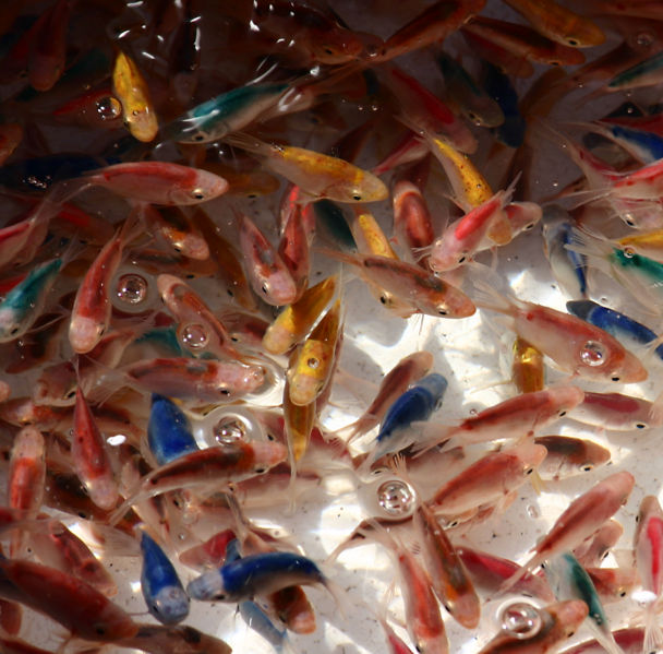File:DyedFish-1688.jpg