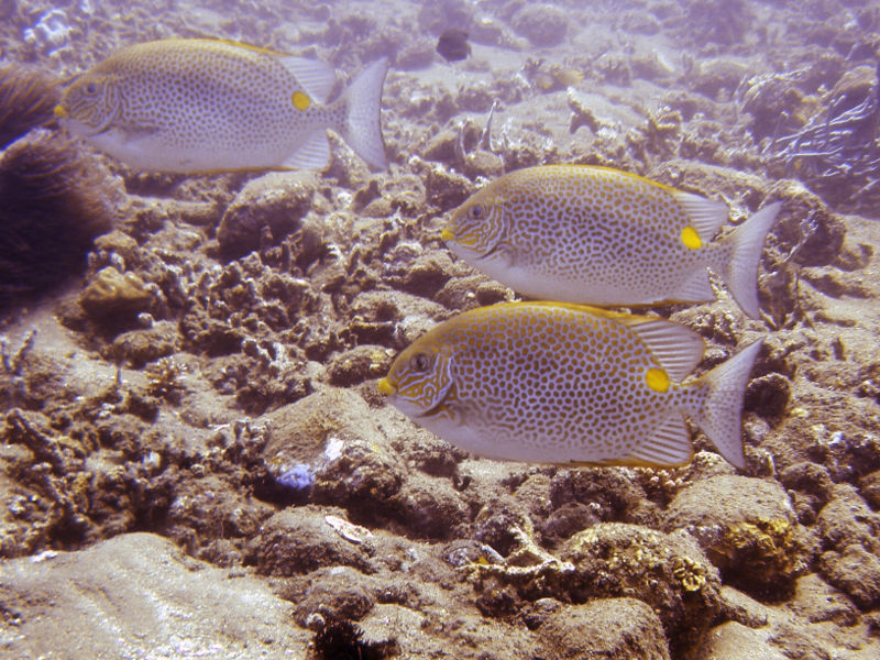File:Siganus guttatus -1293.jpg