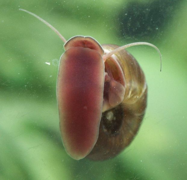 File:Brown ramshorn1.jpg