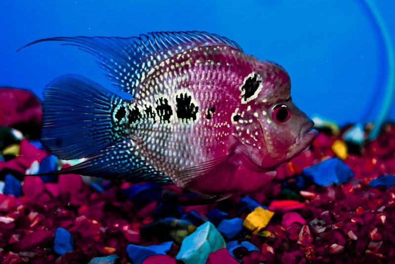 File:Flowerhorn Cichlid-3032.jpg