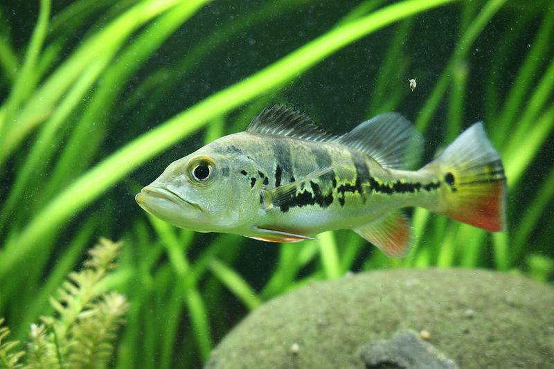File:Cichla ocellaris-8024.jpg