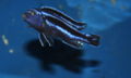 Melanochromis cyaneorhabdos-5574.jpg