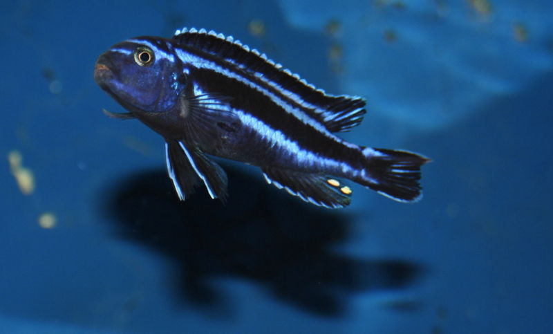 File:Melanochromis cyaneorhabdos-5574.jpg