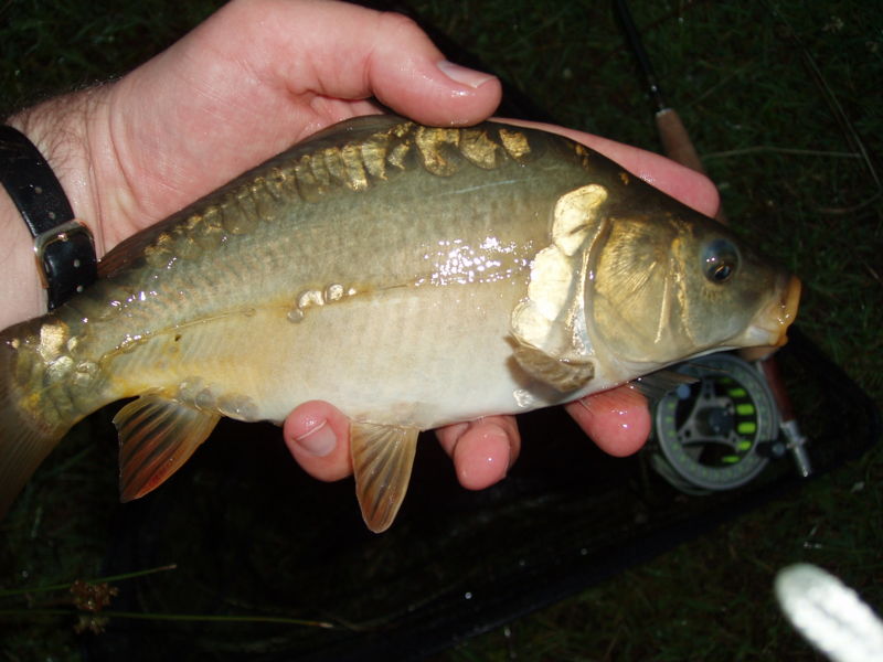File:Mirror carp-1917.jpg