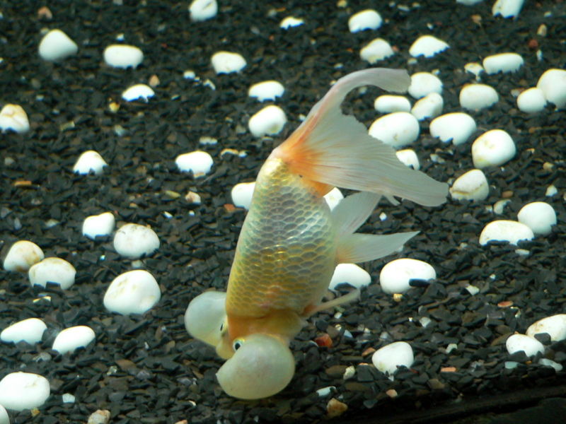 File:Bubbleeyegoldfish-7409.jpg
