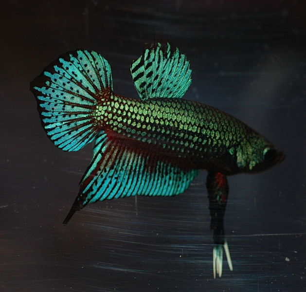 File:Bettasplendenmachaihybrid-5702.jpg