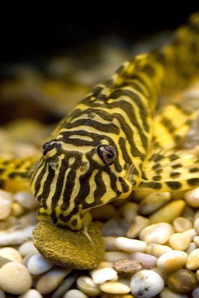 File:Peckoltia compta5567.jpg
