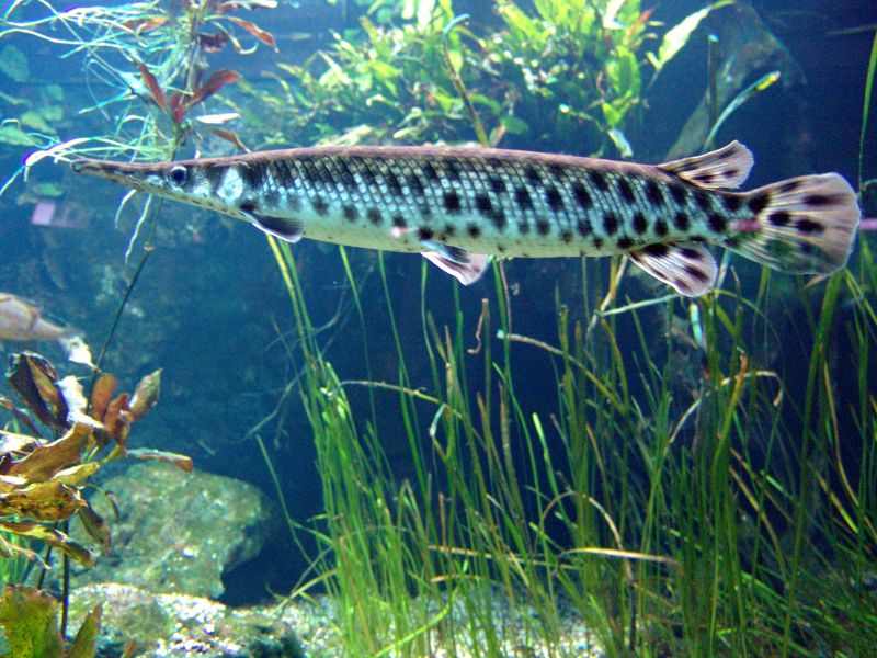 File:Spottedgar-4981.jpg