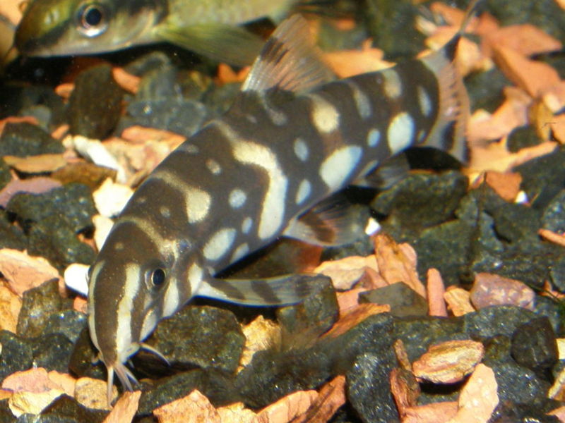 File:Botia kubotai-8987.jpg
