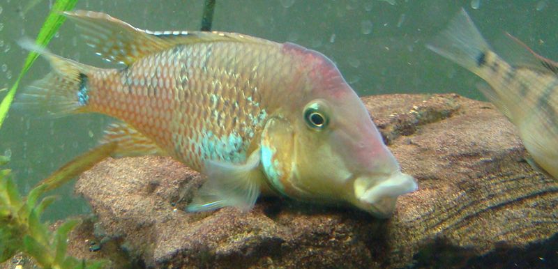 File:Geophagus steindachneri.jpeg